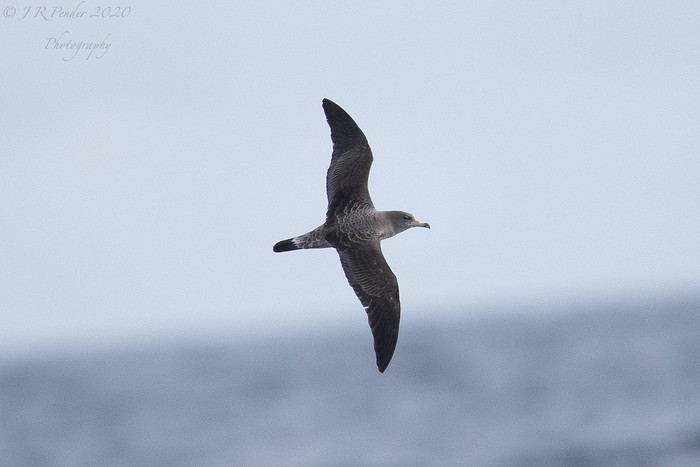 Cory's Shearwater