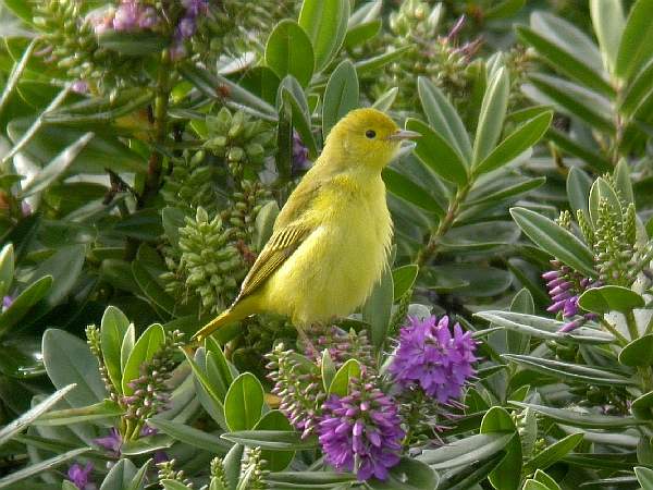 Yellow Warbler