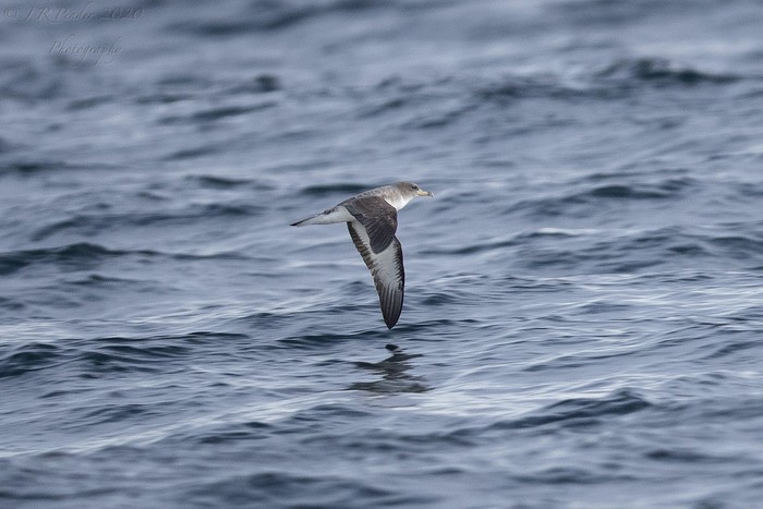 Cory's Shearwater