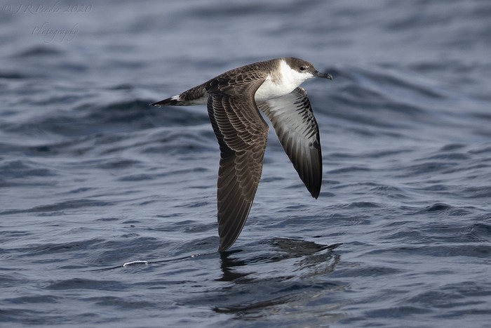 Great Shearwater