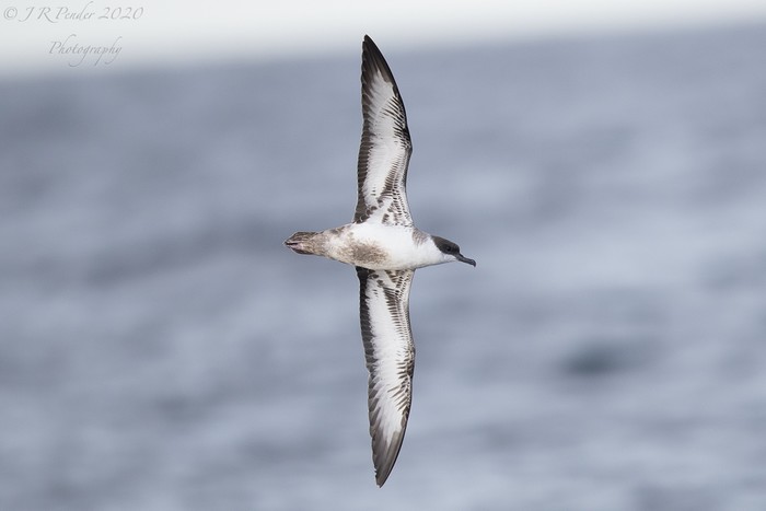 Great Shearwater