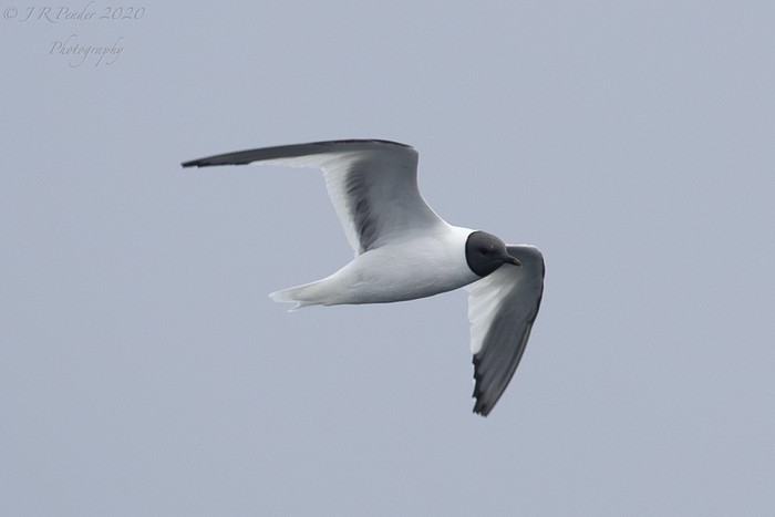 Sabine's Gull