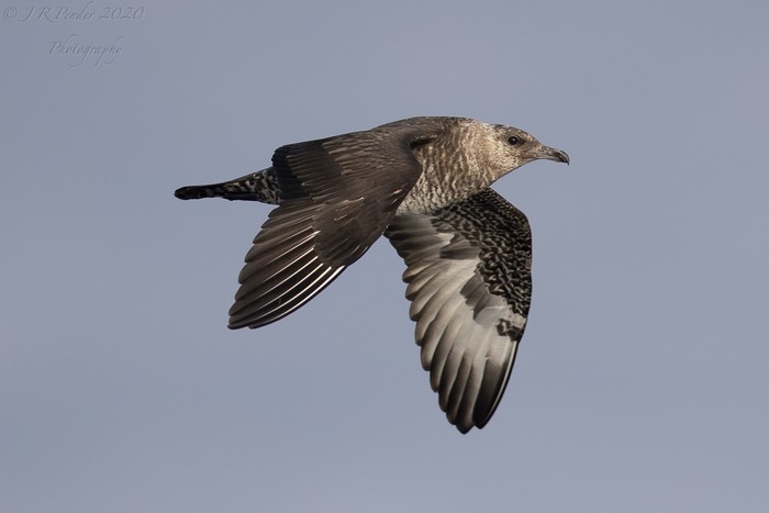 Pomarine Skua