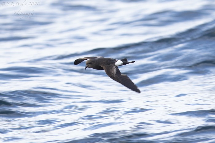 Wilson's Petrel