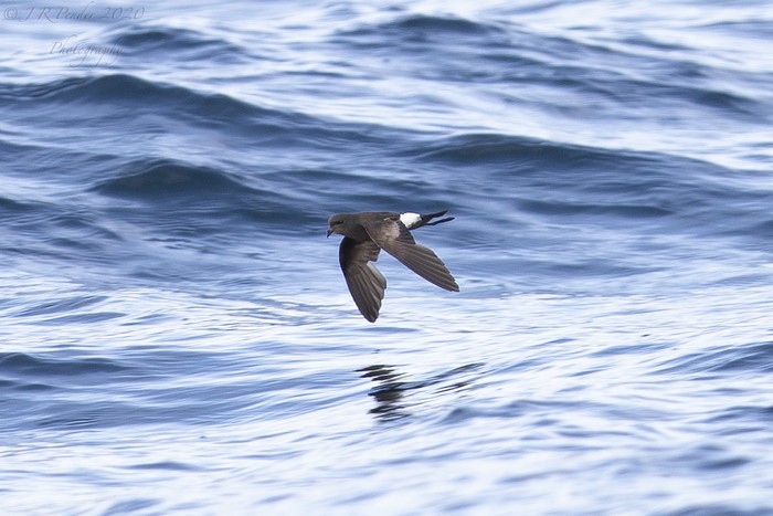 Wilson's Petrel