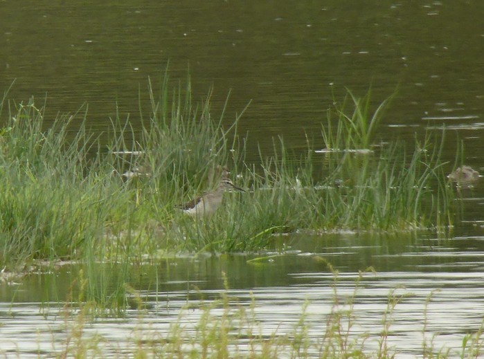 Wood Sandpiper