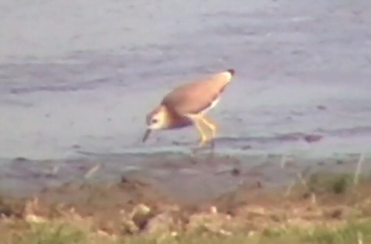 White-tailed Plover
