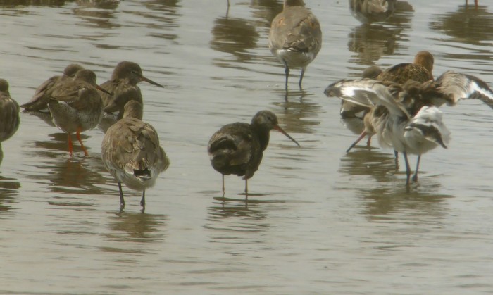 Spotted Redshank