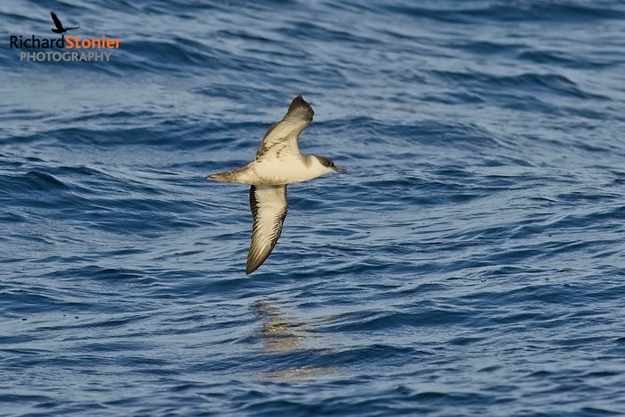 Great Shearwater 