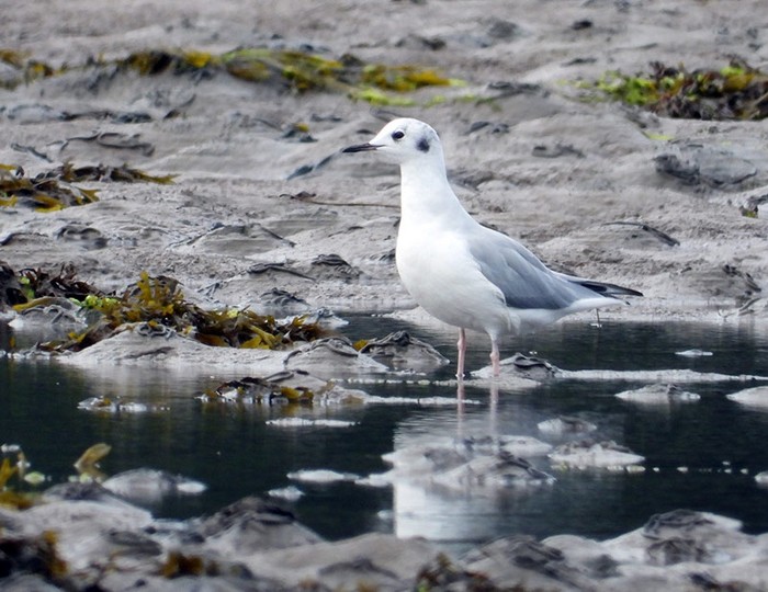 Bonaparte's Gull