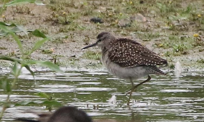 Wood Sandpiper
