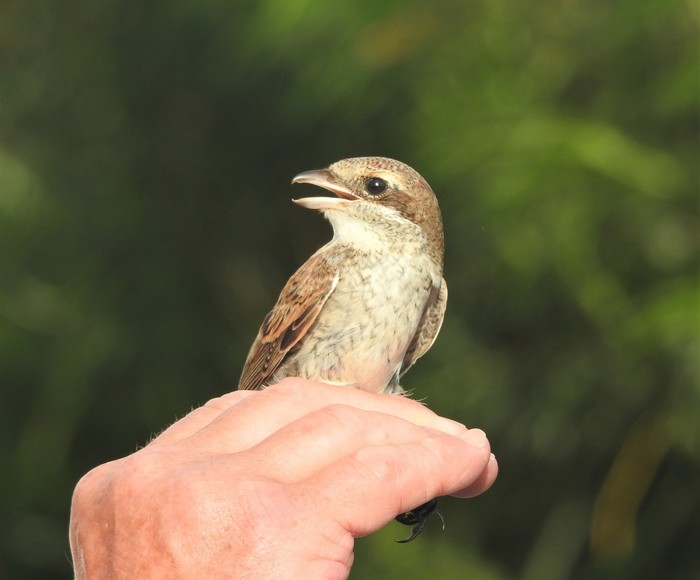 Red-backed Shrike