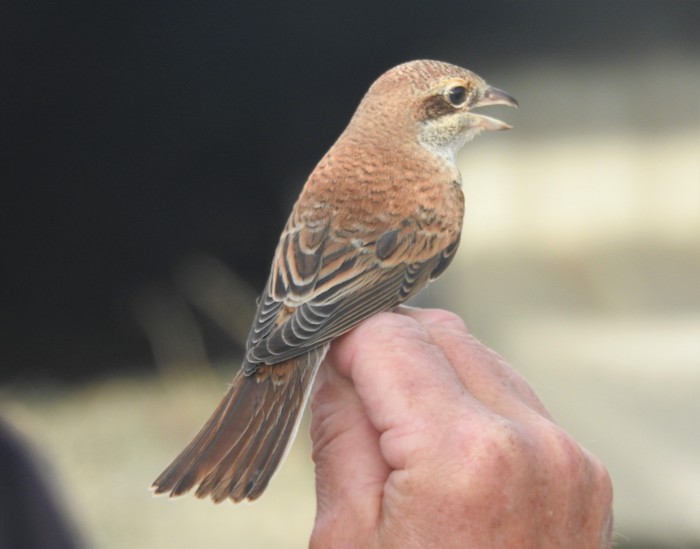 Red-backed Shrike