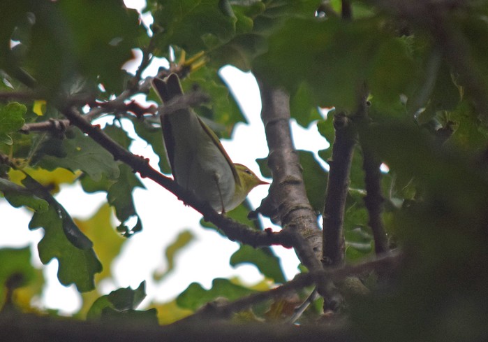 Wood Warbler