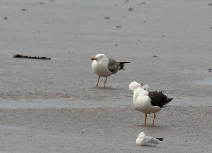 Yellow-legged Gull