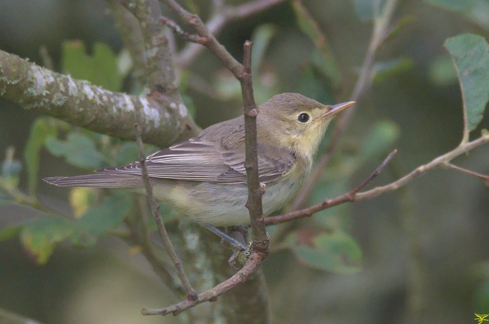 Icterine Warbler