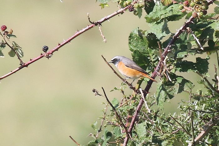 Redstart