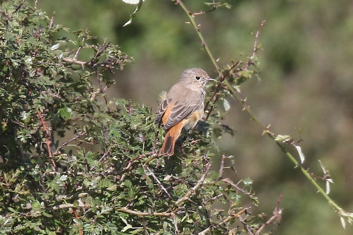 Redstart