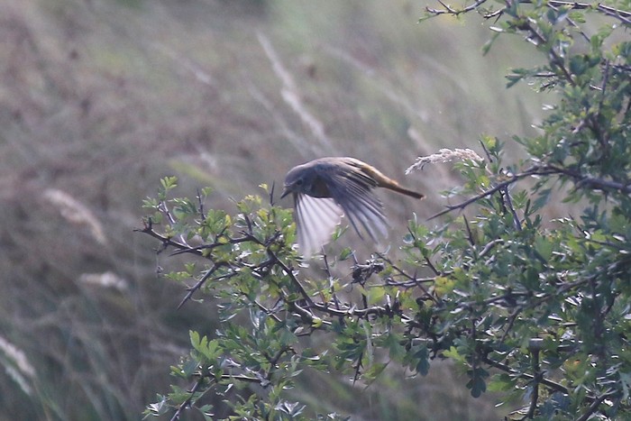 Redstart