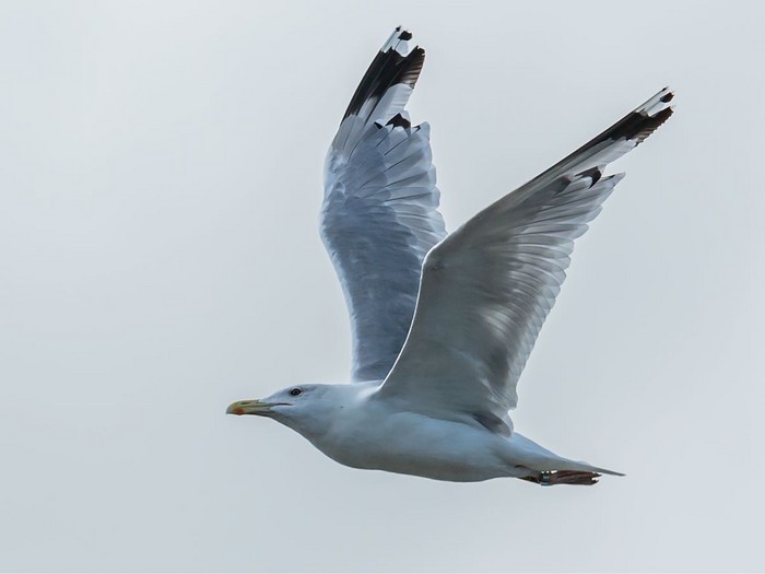 Caspian Gull 