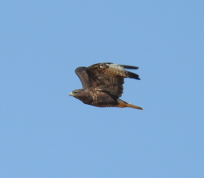 Buzzard