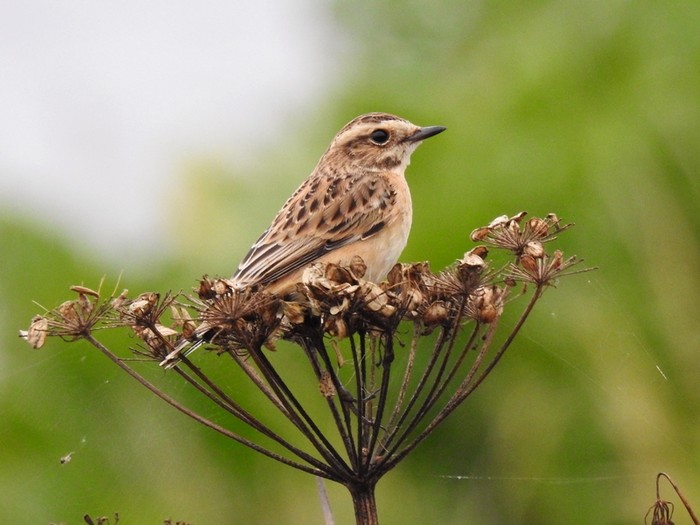 Whinchat