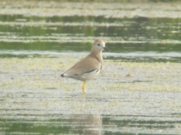 White-tailed Plover