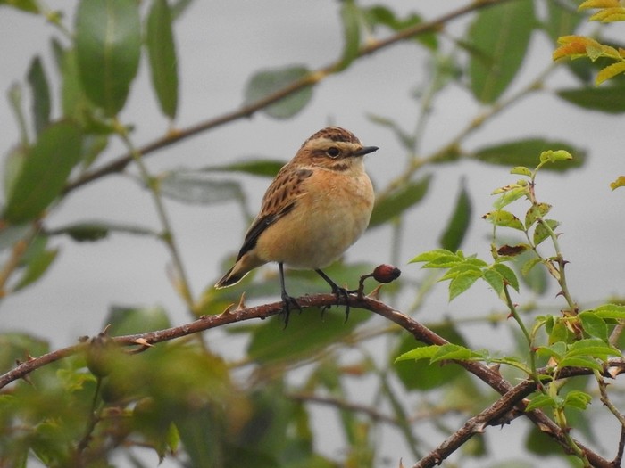 Whinchat