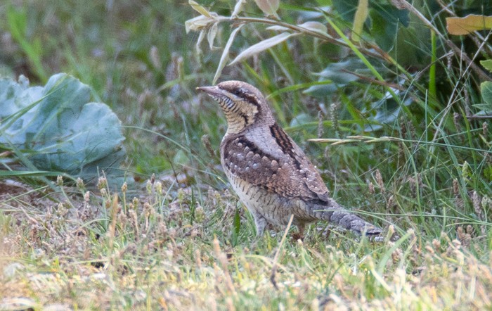 Wryneck