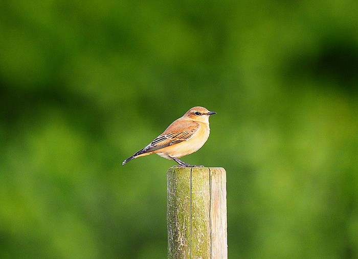 Wheatear