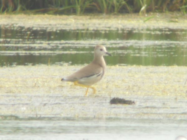 White-tailed Plover