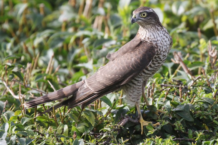 Sparrowhawk