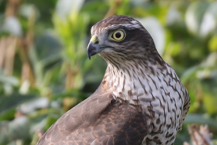 Sparrowhawk