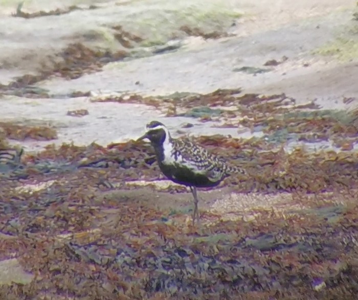 Pacific Golden Plover