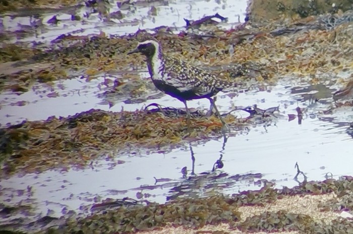 Pacific Golden Plover