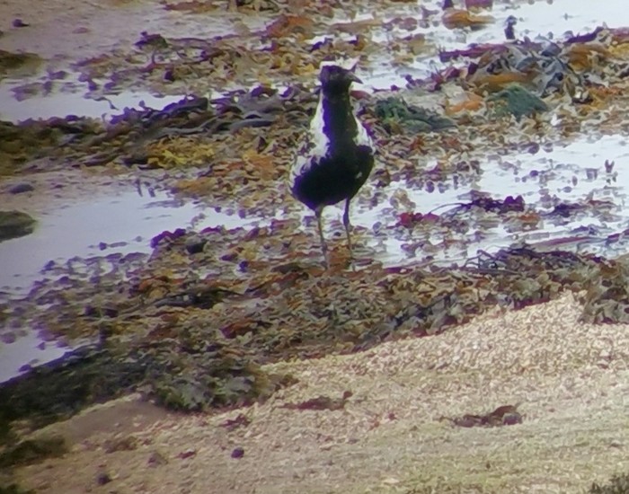 Pacific Golden Plover