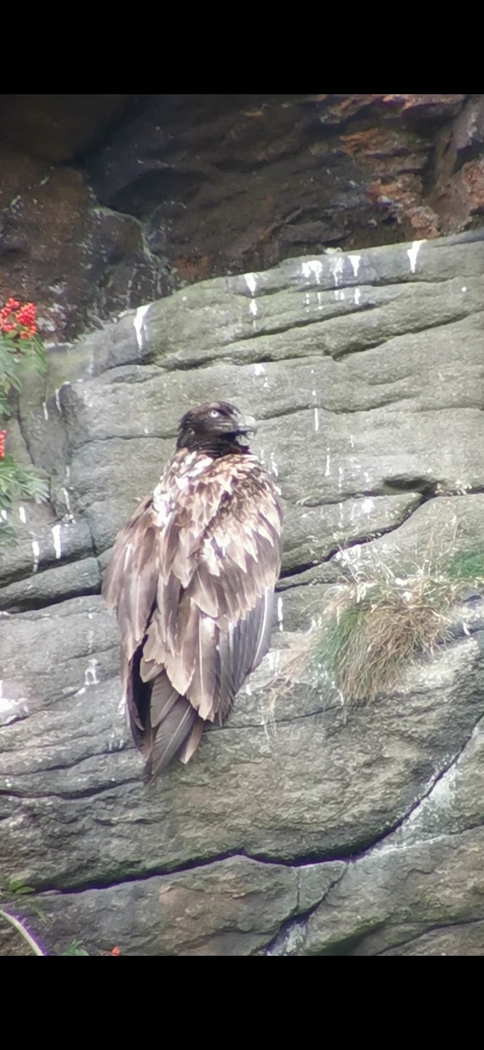 Lammergeier 
