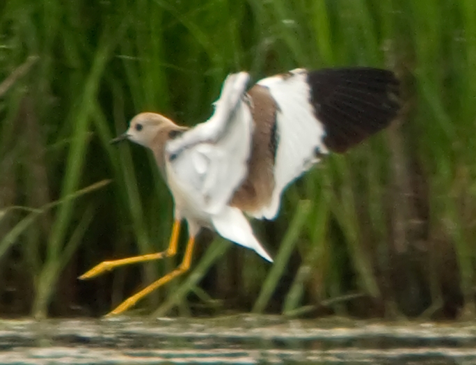 White-tailed Plover