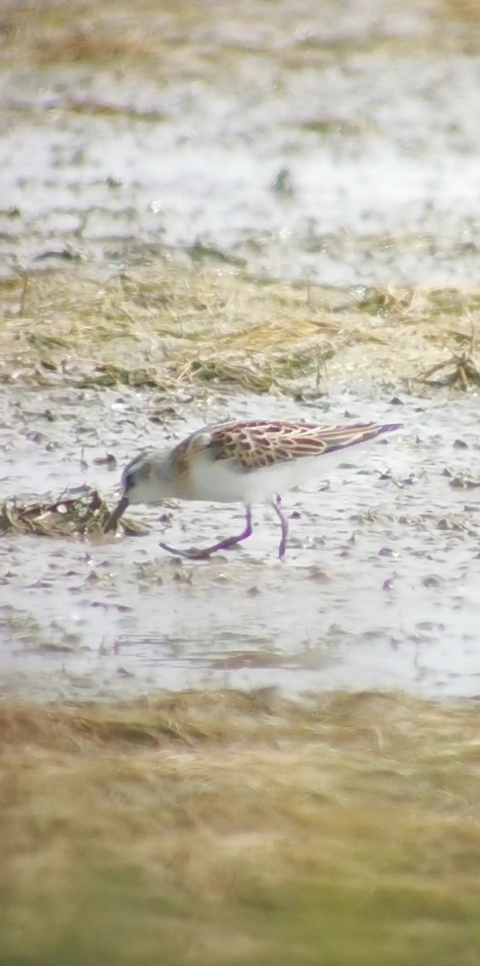 Little Stint