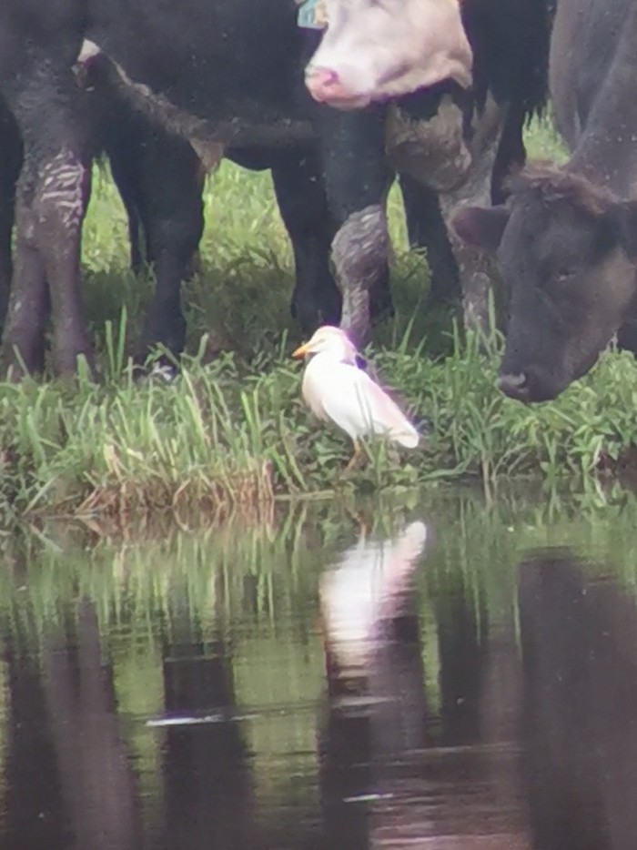 Cattle Egret