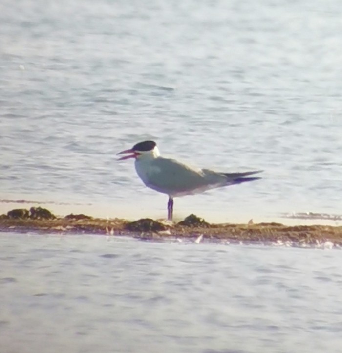 Caspian Tern