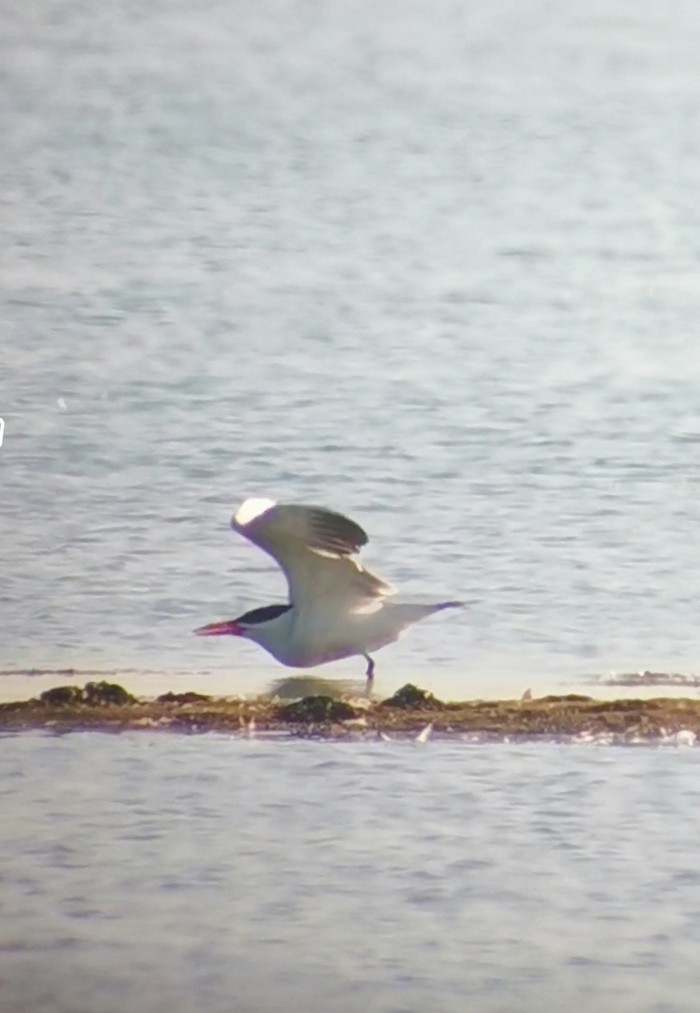 Caspian Tern