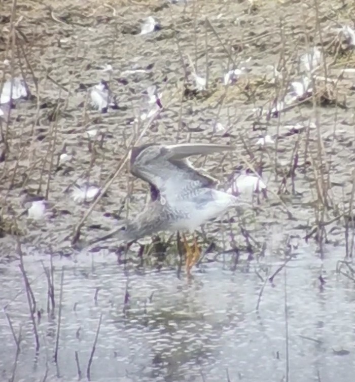 Lesser Yellowlegs