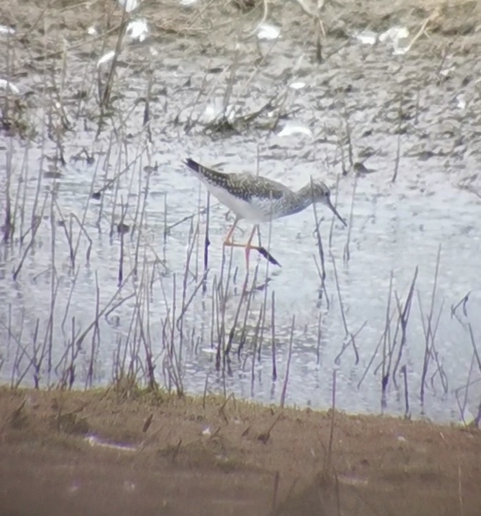 Lesser Yellowlegs