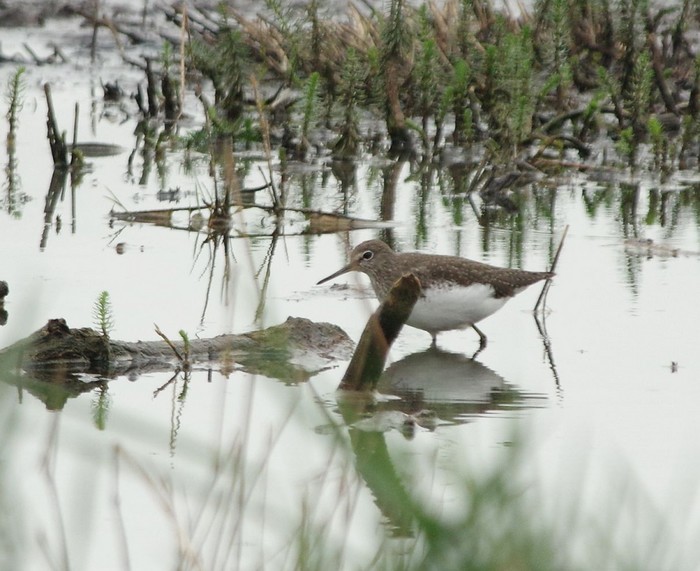 Green Sandpiper