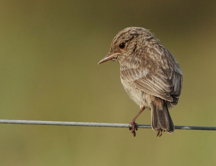 Stonechat