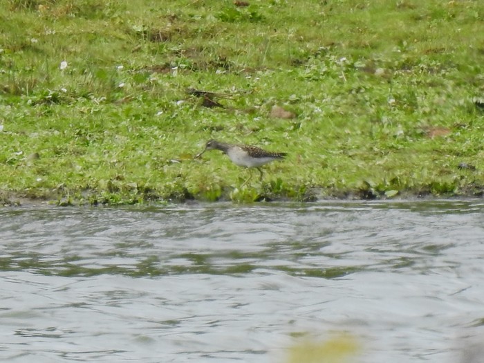 Wood Sandpiper