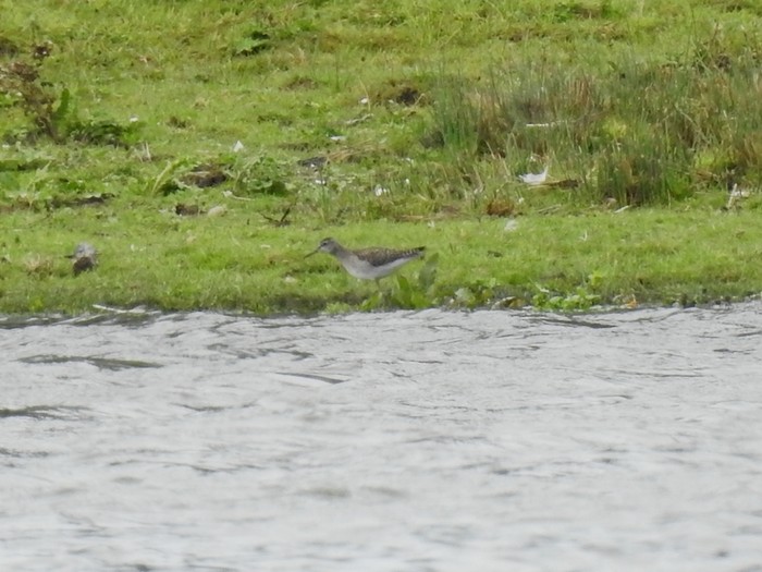 Wood Sandpiper