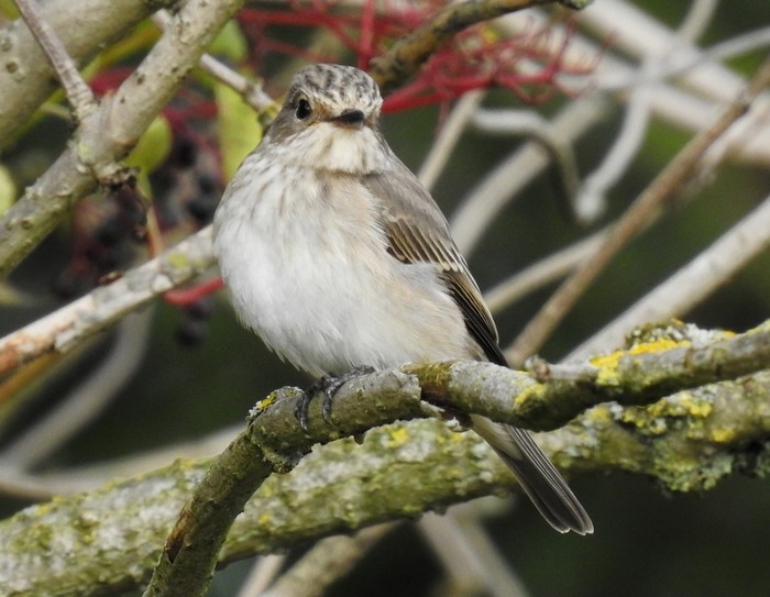 Spotted Flycatcher