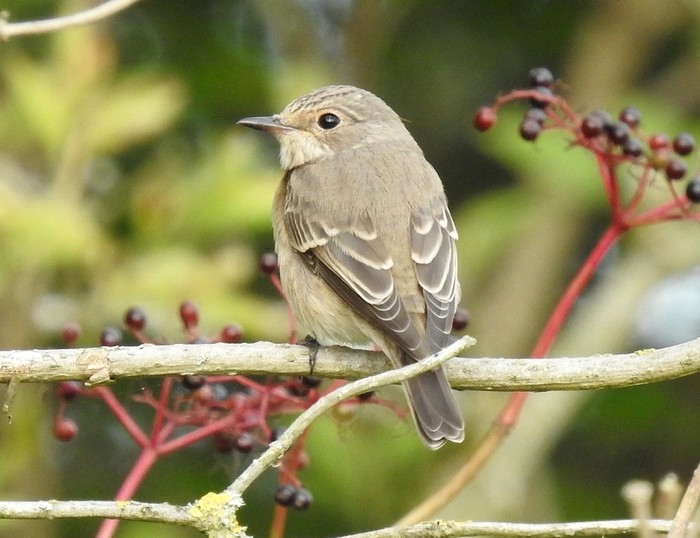 Spotted Flycatcher